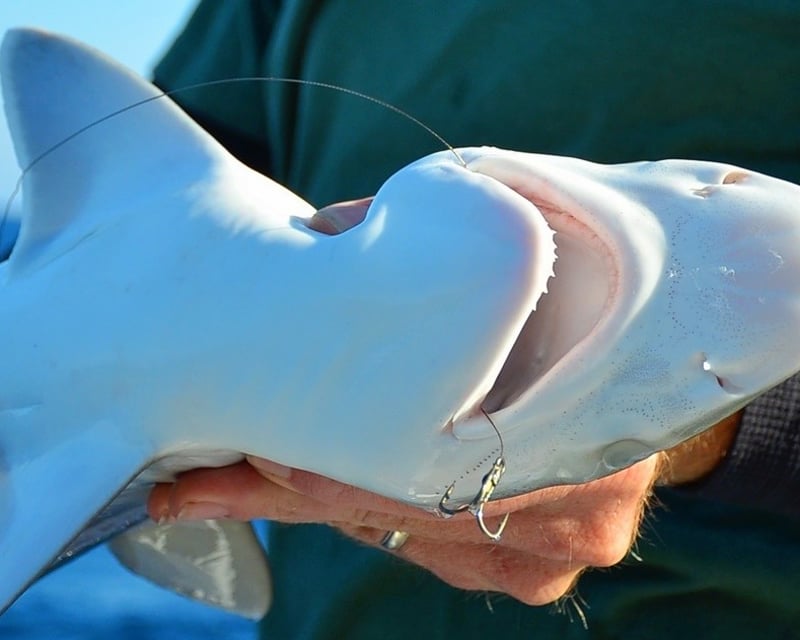Shark Fishing Charter in Georgetown
