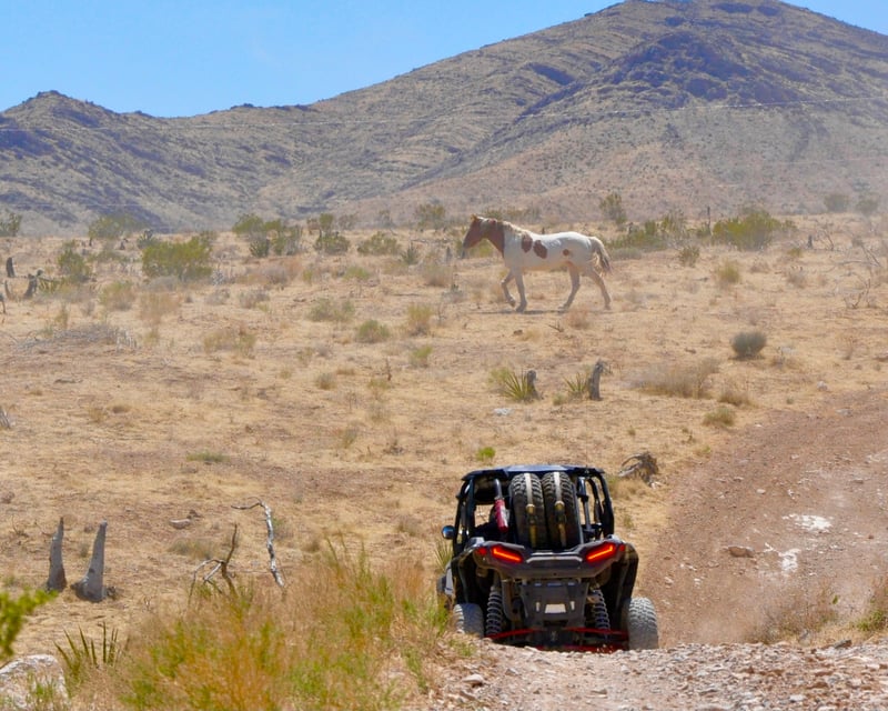 Guided Mojave Desert RZR Off-Road Tour From Las Vegas