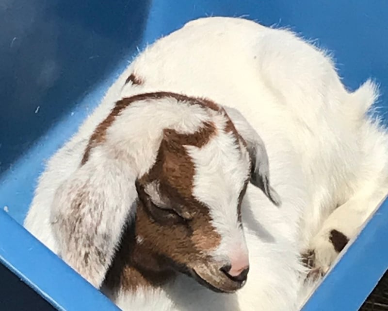 Private Goat Cuddling & Feeding in Woodstock, MD