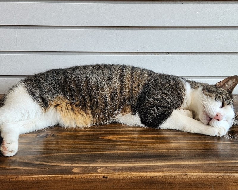 Cat Cafe Visit with Adoptable Cats in Doylestown