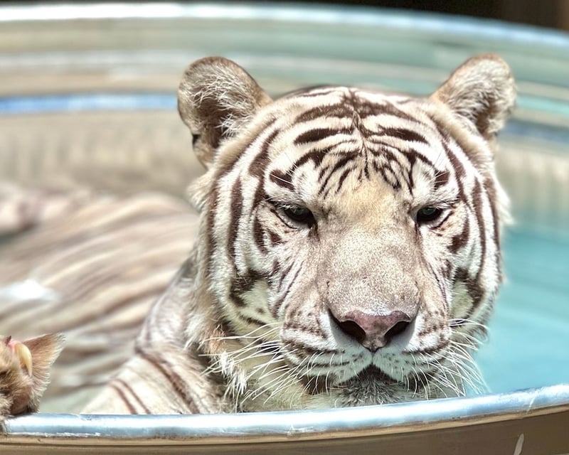 Guided Exotic Animal Sanctuary Tour in Phelan