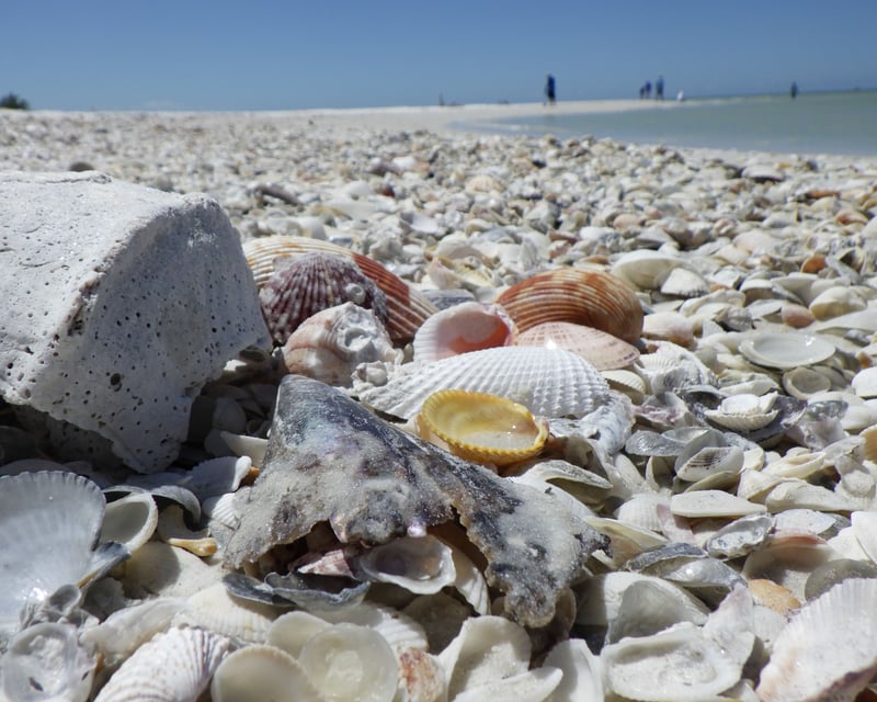Explore Ten Thousand Islands Shelling Cruise From Marco Island