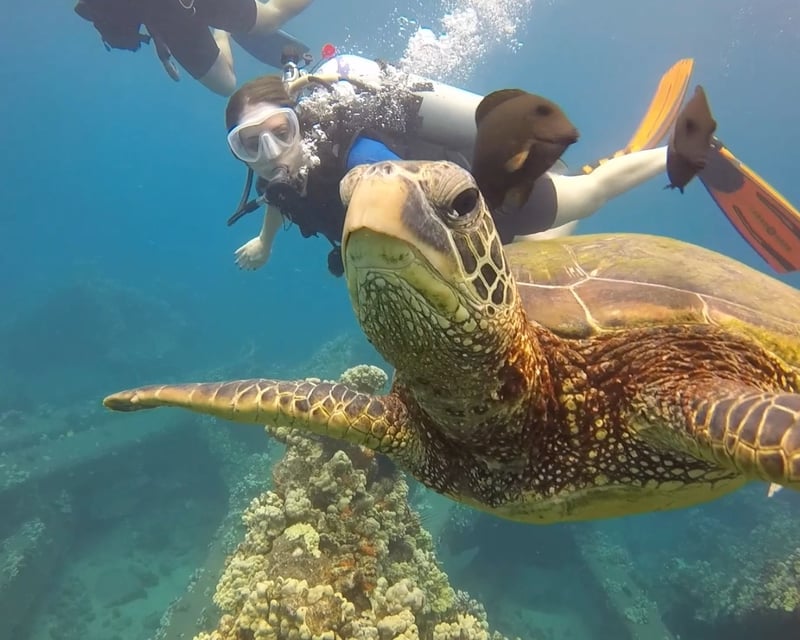 Certified Diver Shore Reef Dive in Kaanapali & Lahaina