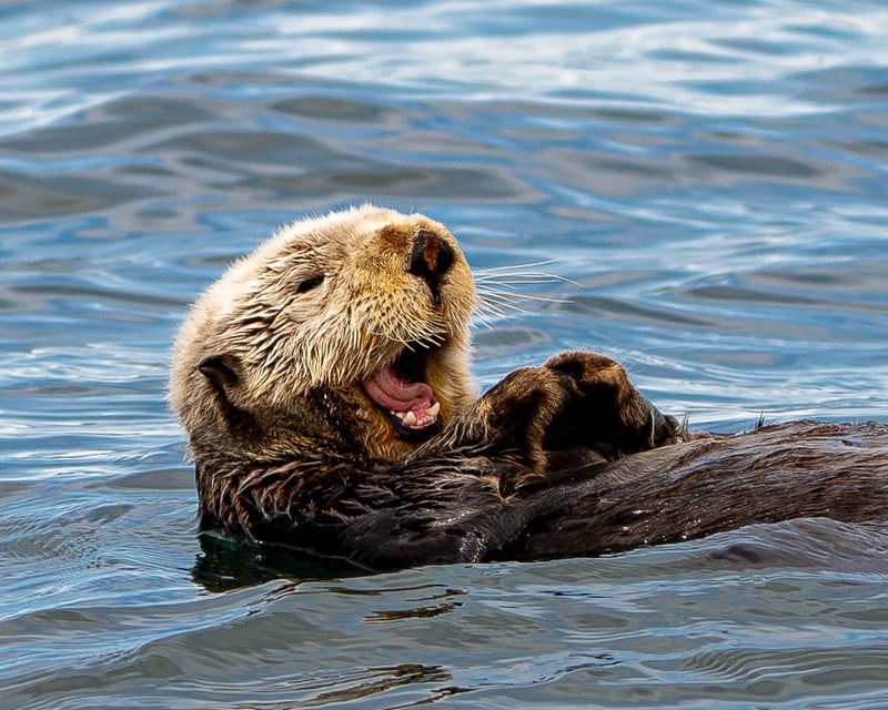 Wildlife Cruise in Kachemak Bay
