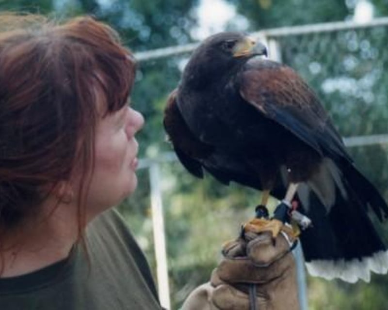 Hawk & Owl Falconry Nature Walk in Live Oak