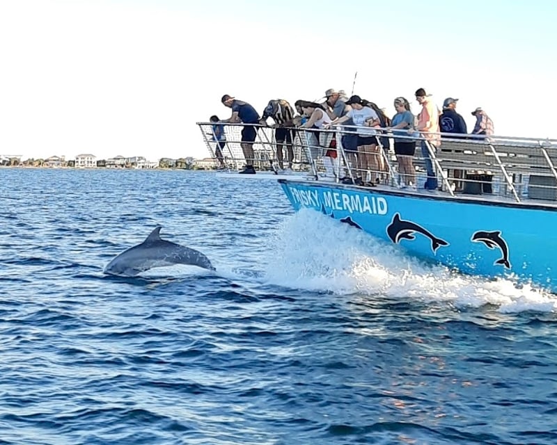 Private Dolphin Cruise in Pensacola Beach