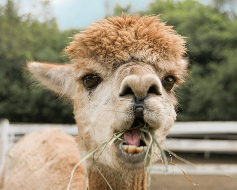 Family Alpaca Feeding & Scavenger Hunt Near Albany