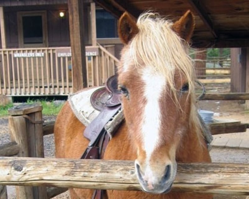 30-Minute Pony Ride in Estes Park