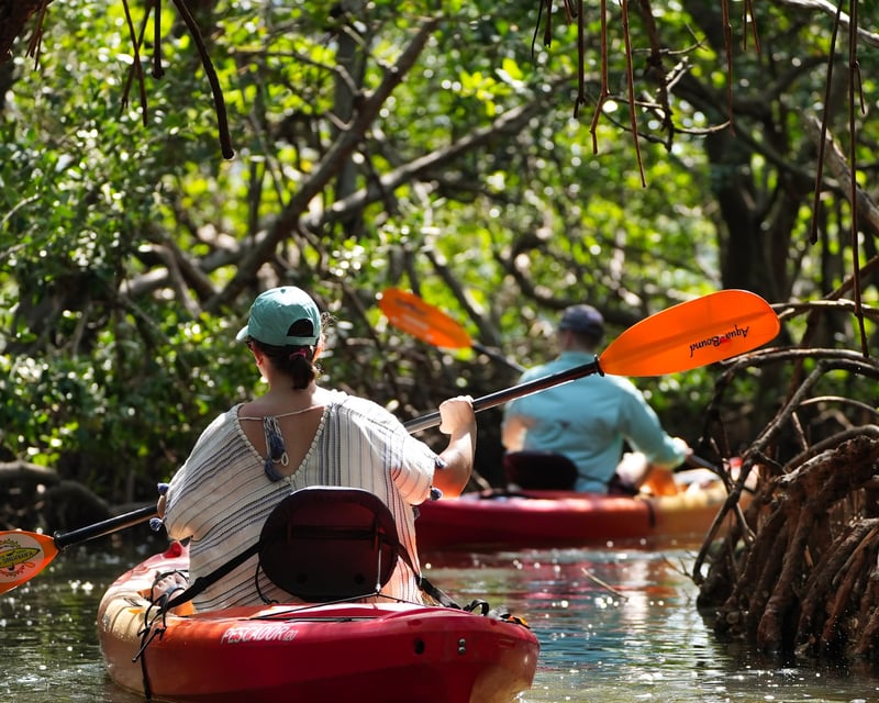 Guided Lido Key Mangrove Tunnel Kayak Tour