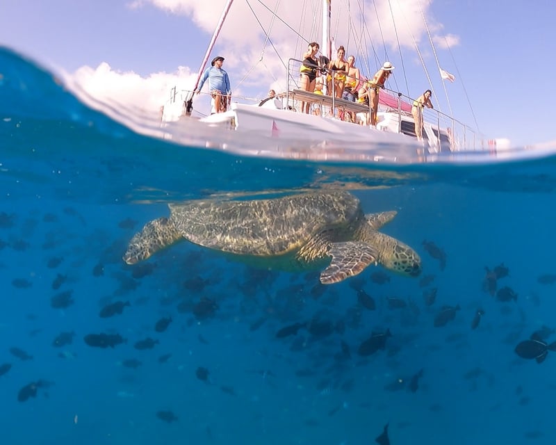 2-Hour Turtle Canyon Snorkeling Tour