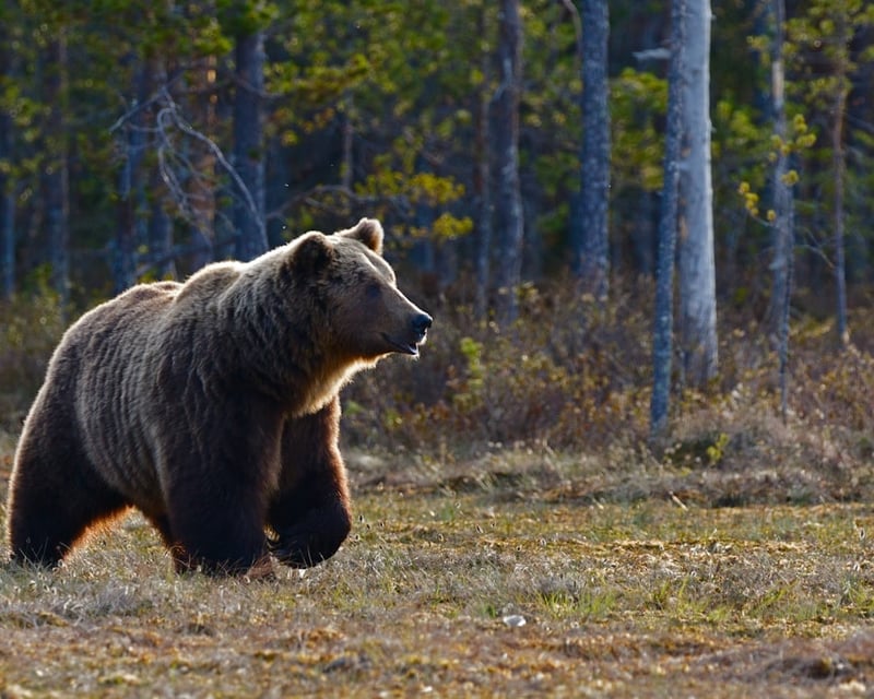 Grand Teton: Private Sunrise Tour