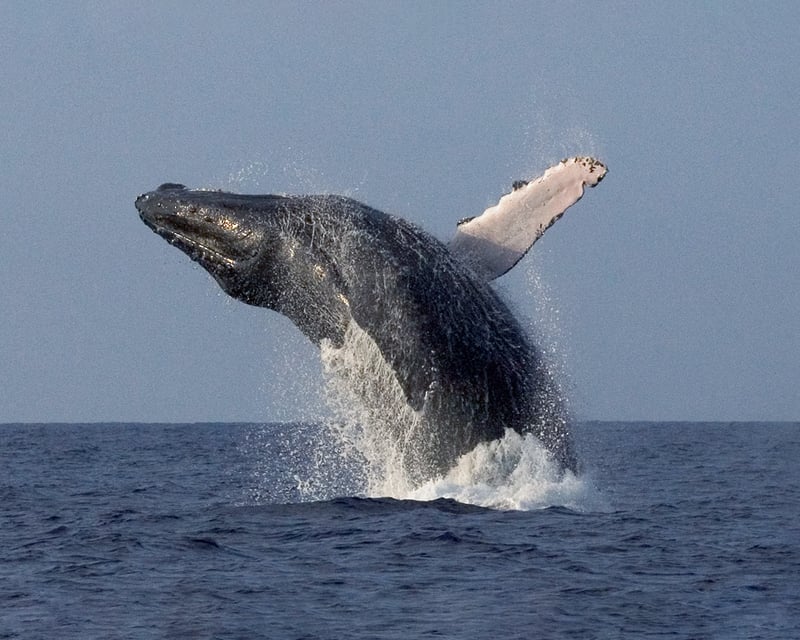 2.5-Hour Whale Watching Cruise From Kailua Pier
