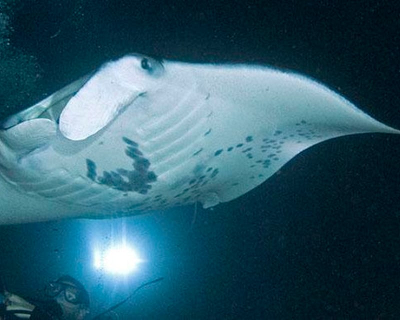 Night Manta Ray Snorkel Tour in Kailua-Kona