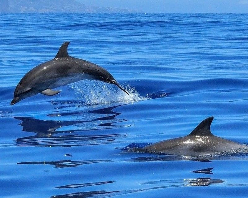 Guided Dolphin Waverunner Tour in Destin