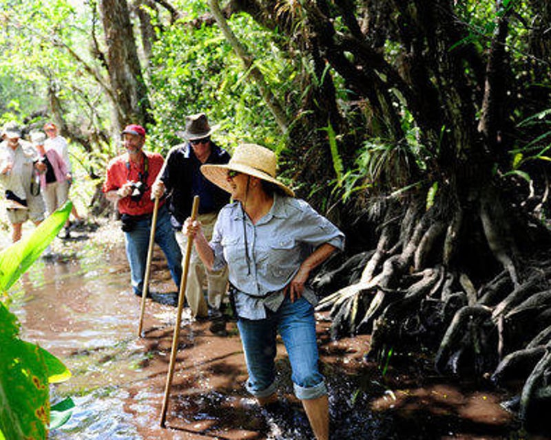 Walk a Private Guided Swamp Eco Tour in Big Cypress
