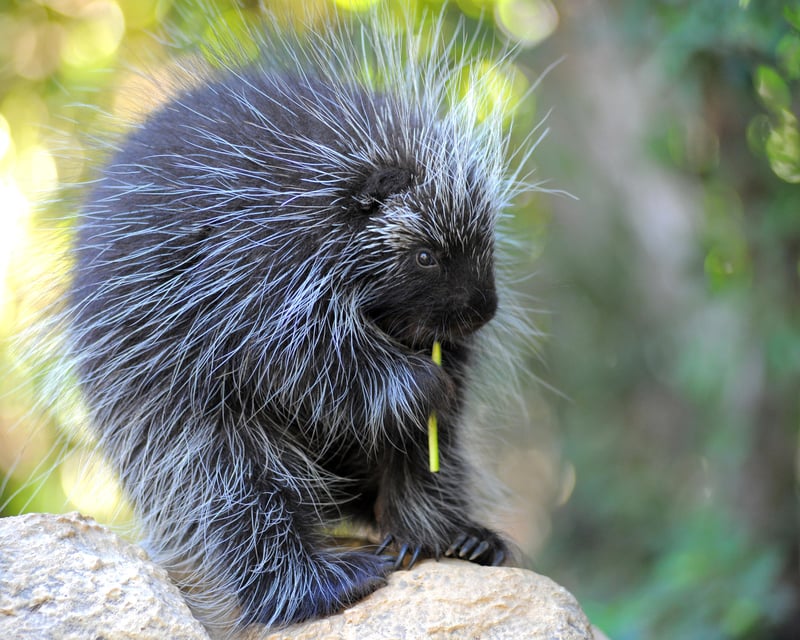 45-Minute Guided Animal Tour in Sylmar