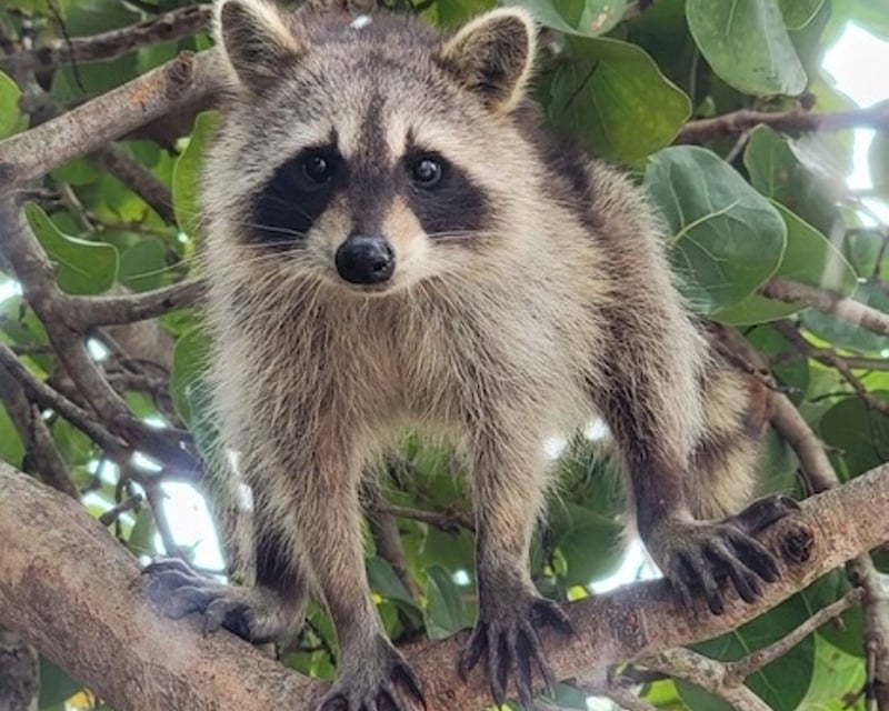 Miami Beach Raccoon Island Guided Cruise