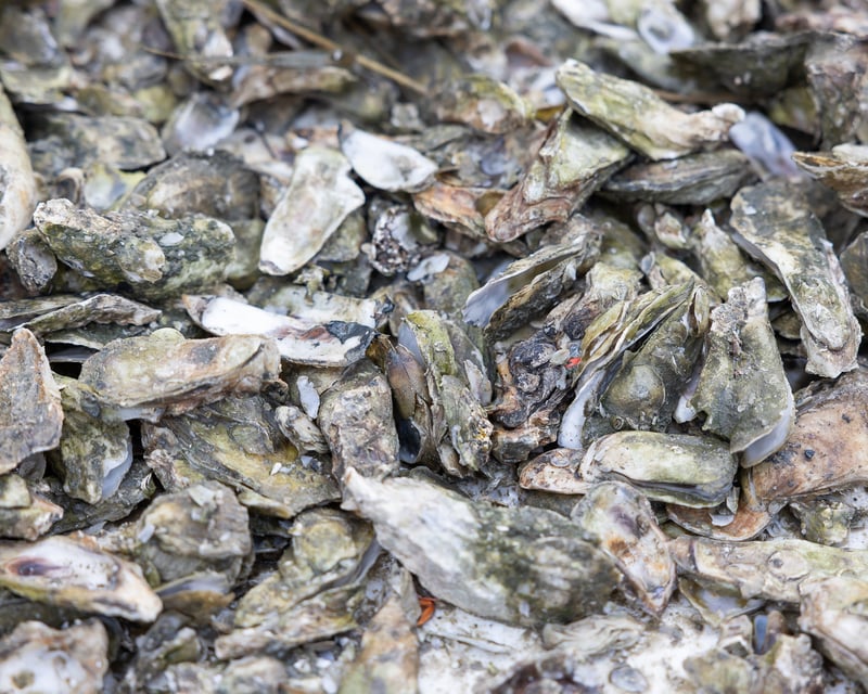 Oyster Roast at Drayton Hall