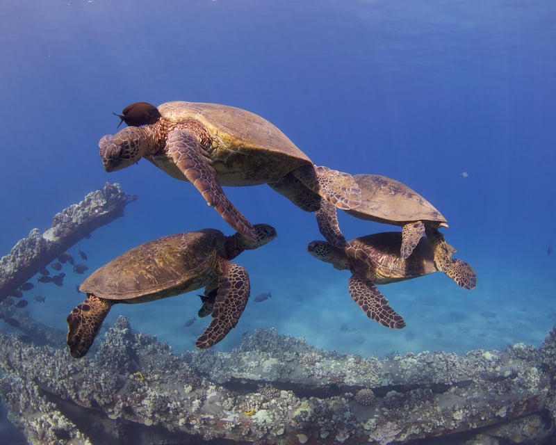 Turtle & Shark Shore Dive at Mala Wharf in Lahaina