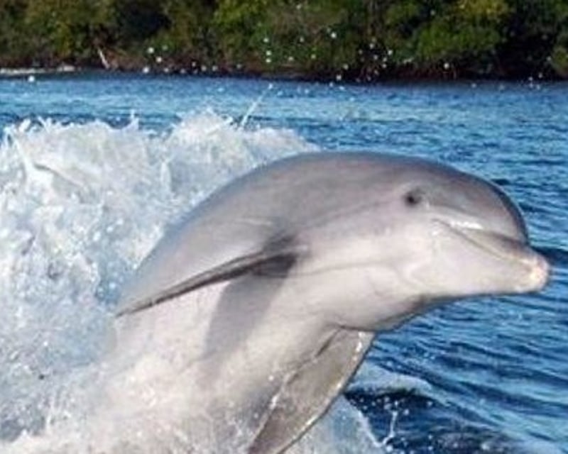 Morning Jet Ski Dolphin Excursion In Sarasota