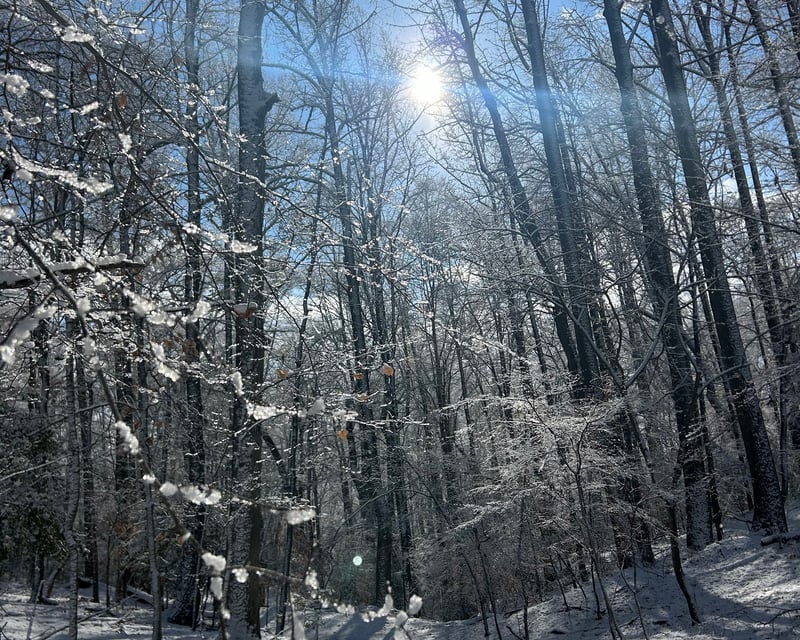 Themed Guided Winter Hikes in Hollywood, MD
