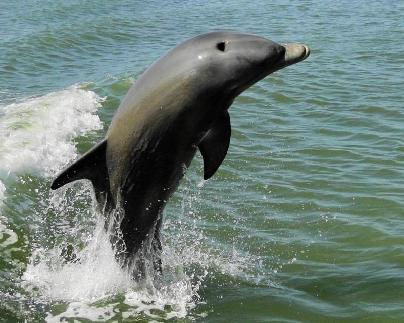 Sunset Dolphin & Manatee Cruise in Ten Thousand Islands