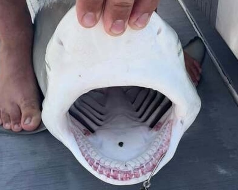Offshore Fishing Charter in Clearwater for 10 Hours