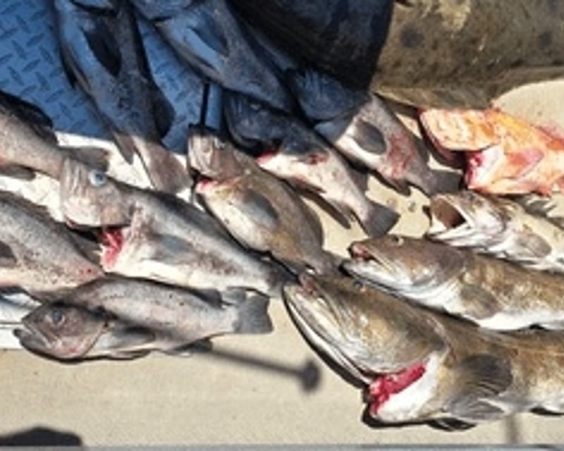 Rockfish & Lingcod Fishing Charter in Coos Bay