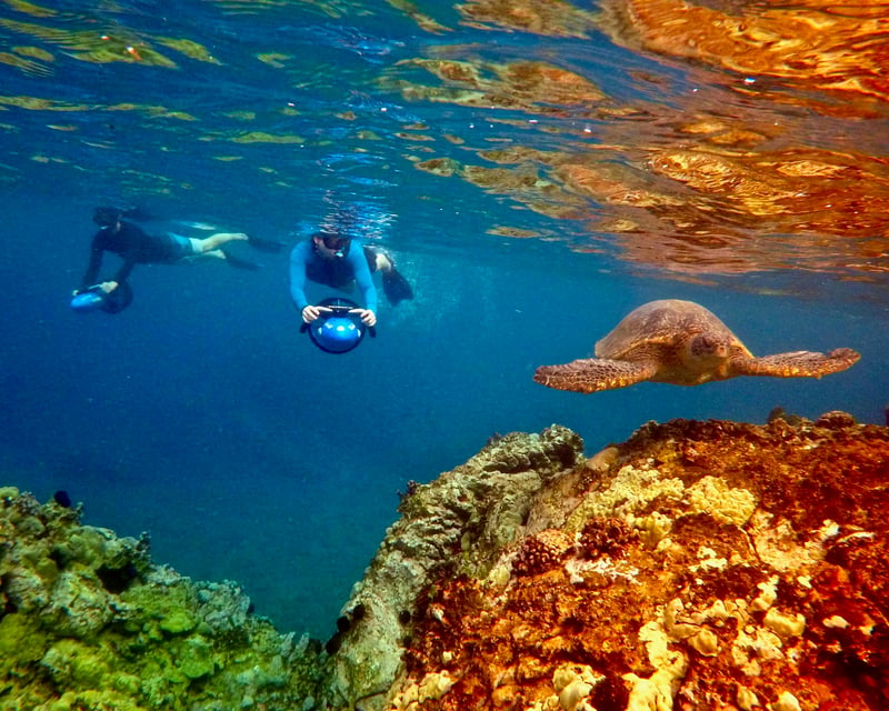 Private Turtle Snorkeling Tour in Wailea