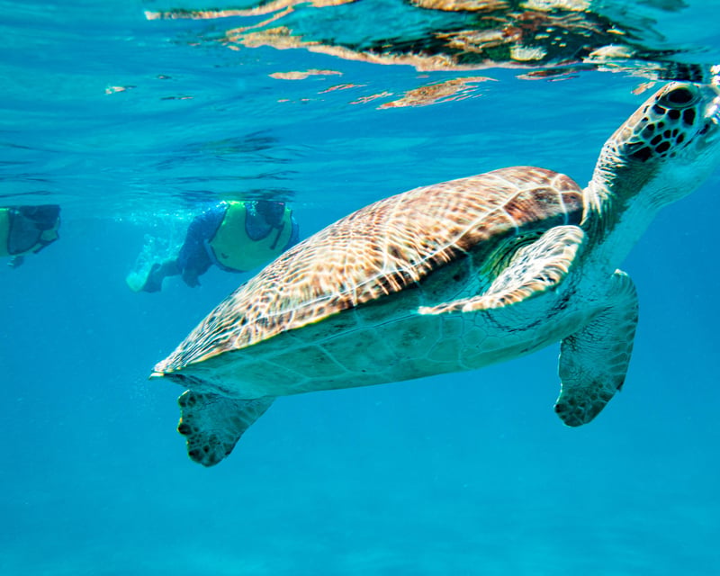 Virgin Islands National Park Catamaran Snorkeling Tour