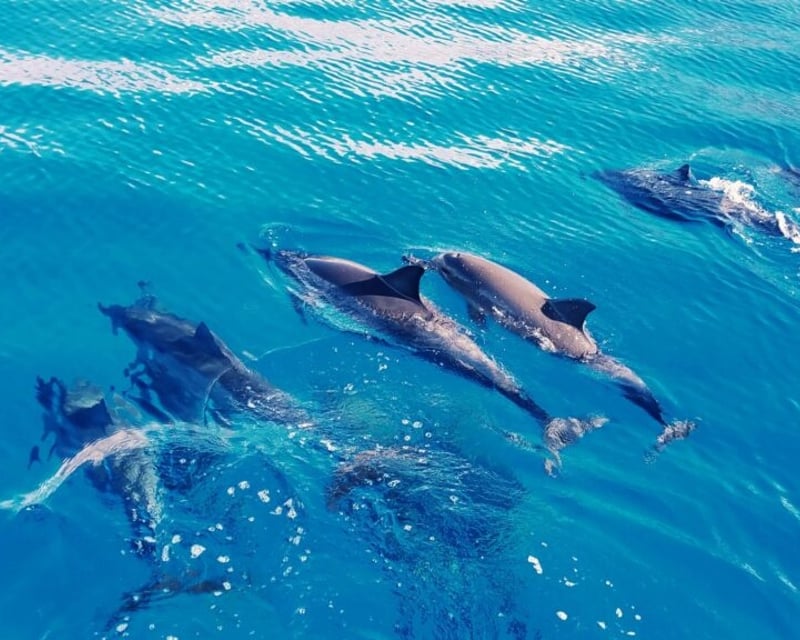 Swim With Wild Dolphins Cruise in Oahu