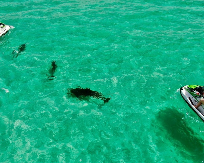 Matlacha Wildlife Jet Ski Tour