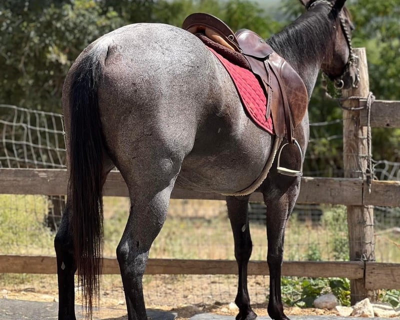 Private 1-Hour Horseback Riding Lesson in Lockhart