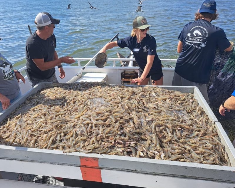 Catch & Keep Fresh Shrimp on 2-Hour Cruise