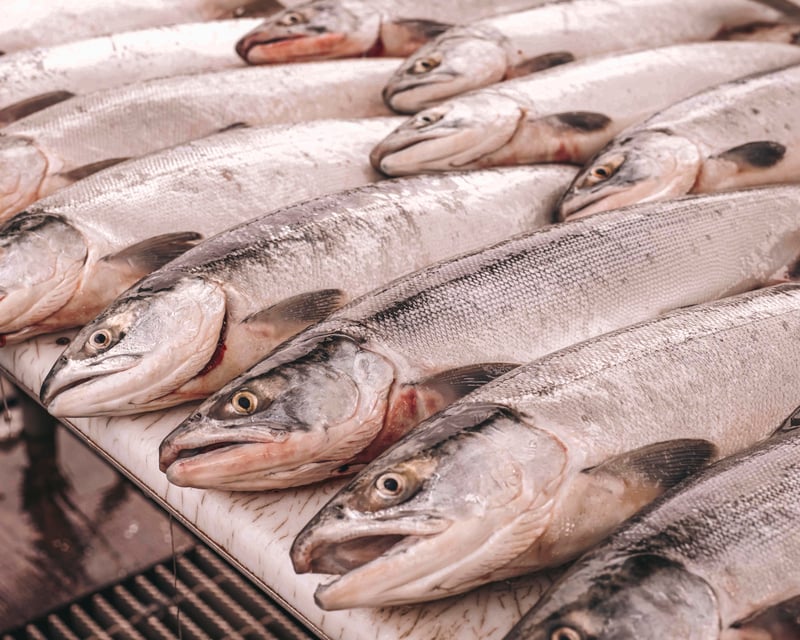 Seward Salmon & Rockfish Fishing Charter