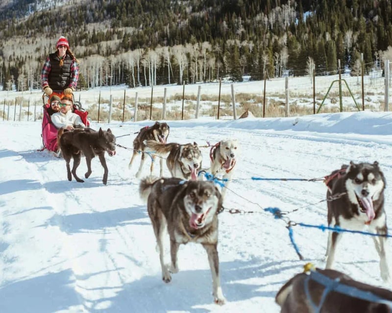 Dog Sledding Adventure