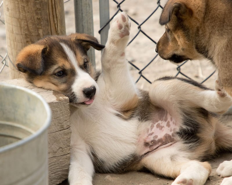 Skagway Puppy Play & Klondike Highway Tour