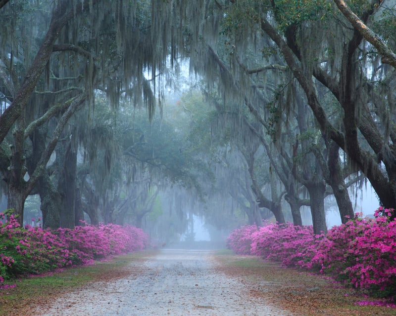 Bonaventure Cemetery Guided Walking Tour