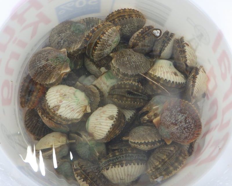 Crystal River Scallop Snorkeling Tour