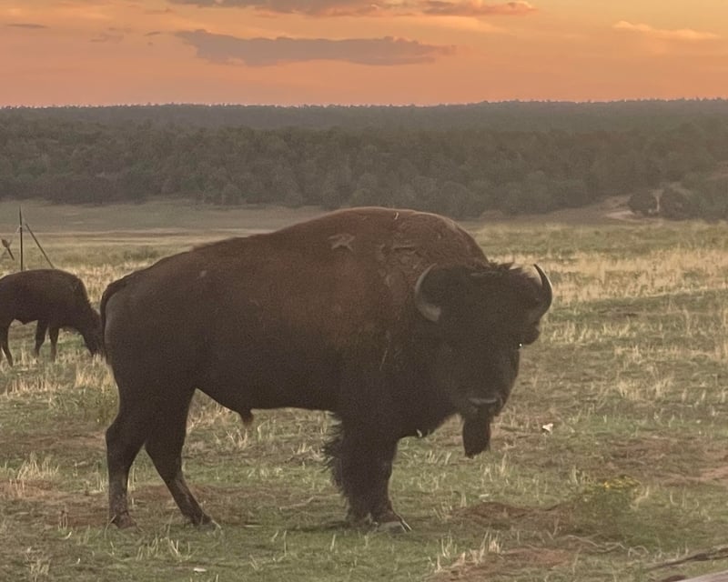 Bison Feeding Wagon Ride in Mt Carmel