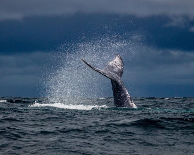 Kailua-Kona 3-Hour Whale Watch Cruise