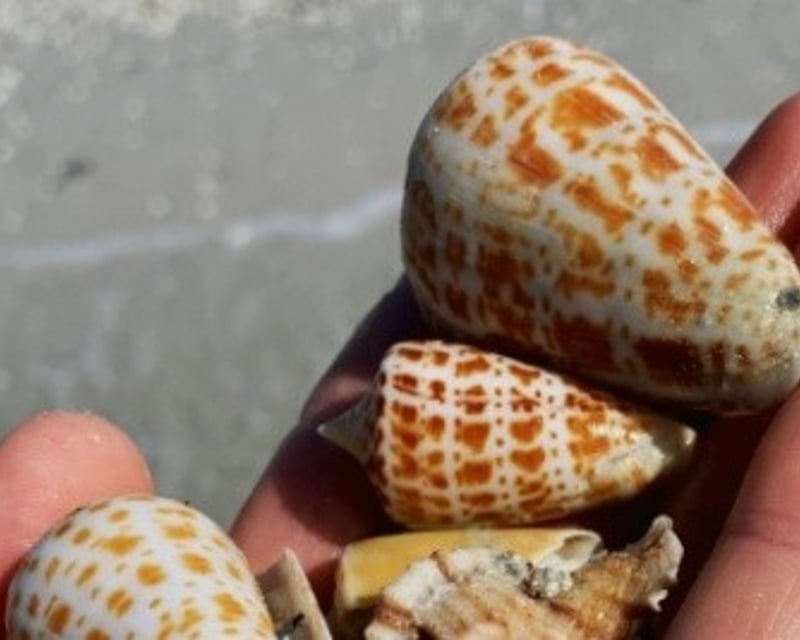 Ten Thousand Islands Boat Shelling Tour near Marco Island