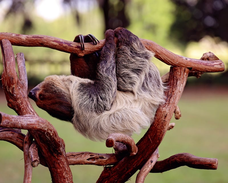 Hands-On Sloth Encounter & Animal Ranch Tour in Dunnellon