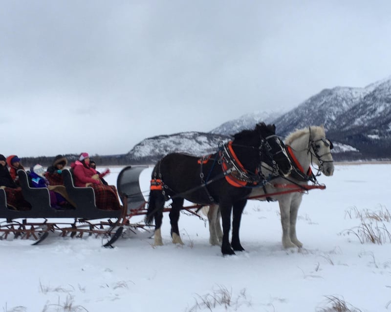 Private Horse-Drawn Sleigh Ride in Palmer, Alaska
