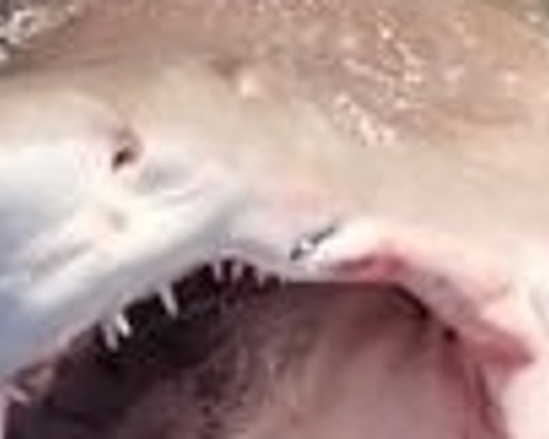 4-Hour Shark Fishing Charter in Lewes