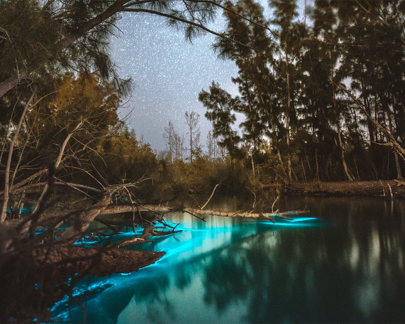 Paddle a Bioluminescent Clear Kayak Tour in Titusville