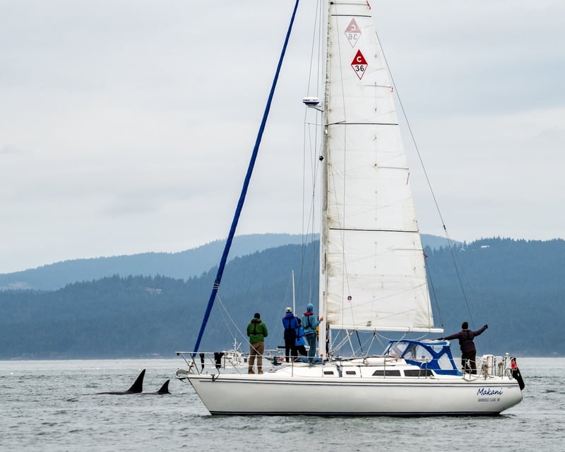 Full-Day Private Sailing & Wildlife Tour in Friday Harbor