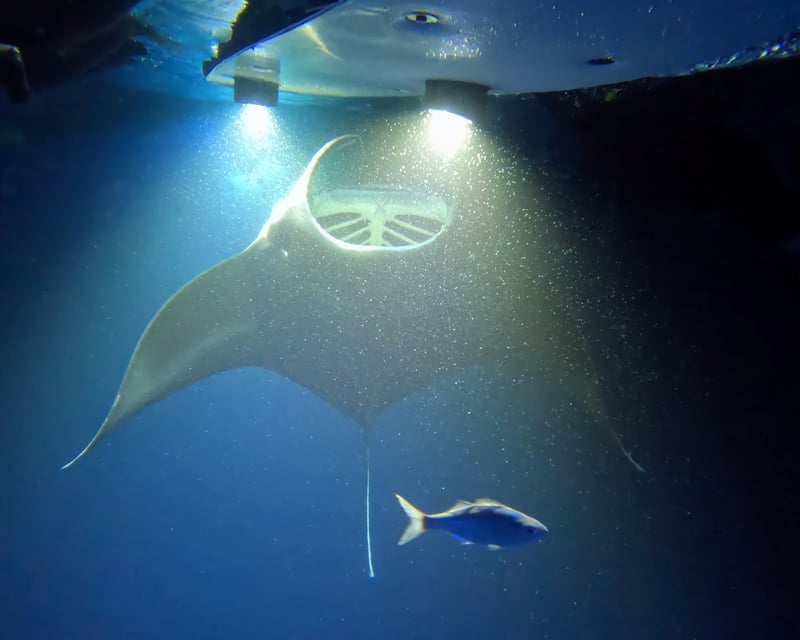 Sunset Manta Ray Snorkeling Tour in Kailua-Kona
