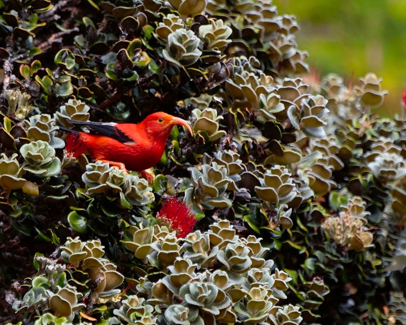 Haleakalā National Park Birding Tour