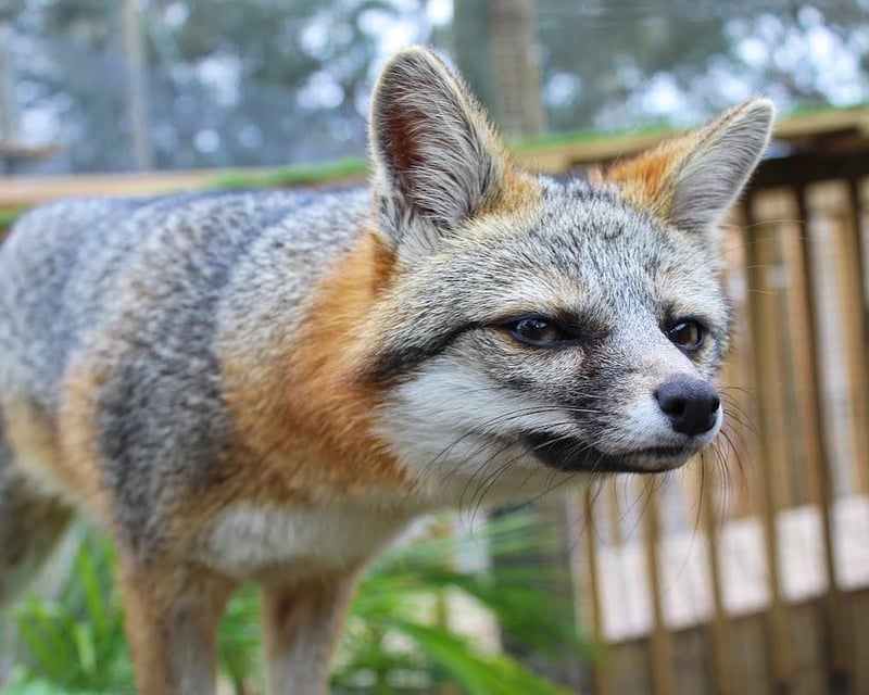 Grey Fox Encounter at North Florida Wildlife Center